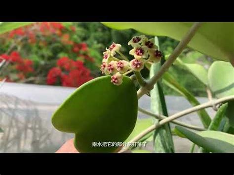 心型蘭花|【心型蘭花】心型蘭花的秘密世界：優惠、照護、最美品種。